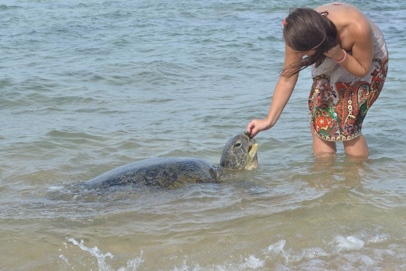 turtles-in-sri-lanka1