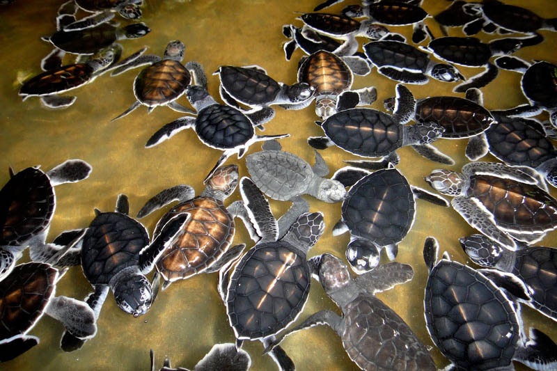 turtle-hatchery1